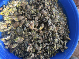 Khai thác ốc móng tay quỷ