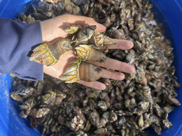 Ốc móng tay quỷ