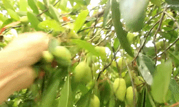 cà na.gif