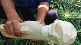 củ hũ dừa đặc sản miền tây