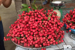 dac san an giang nua nhu chom chom nua giong vai 3 nam ra trai 1 lan 41570