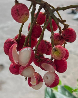 dac san an giang nua nhu chom chom nua giong vai 3 nam ra trai 1 lan 41578