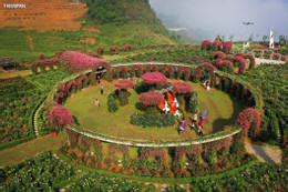 Thung lũng hoa hồng